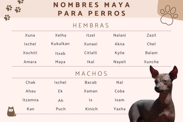 Nombres Mayas Para Perros Descubre La Esencia Y Significado De La